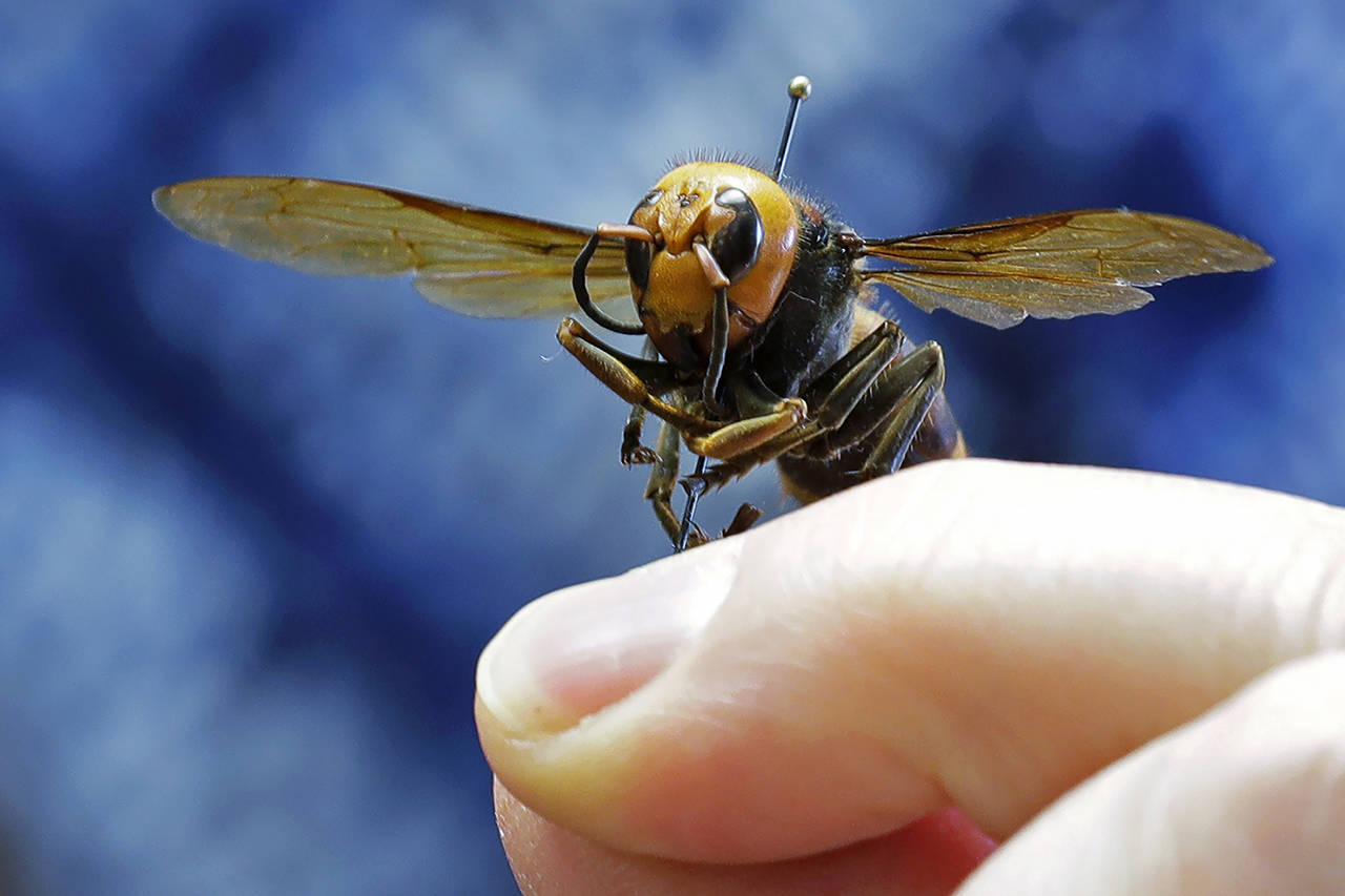 An Asian giant hornet from Japan is held on a pin by Sven Spichiger, an entomologist with the Washington state Dept. of Agriculture in Olympia on May 4, 2020. (AP Photo/Ted S. Warren, File)