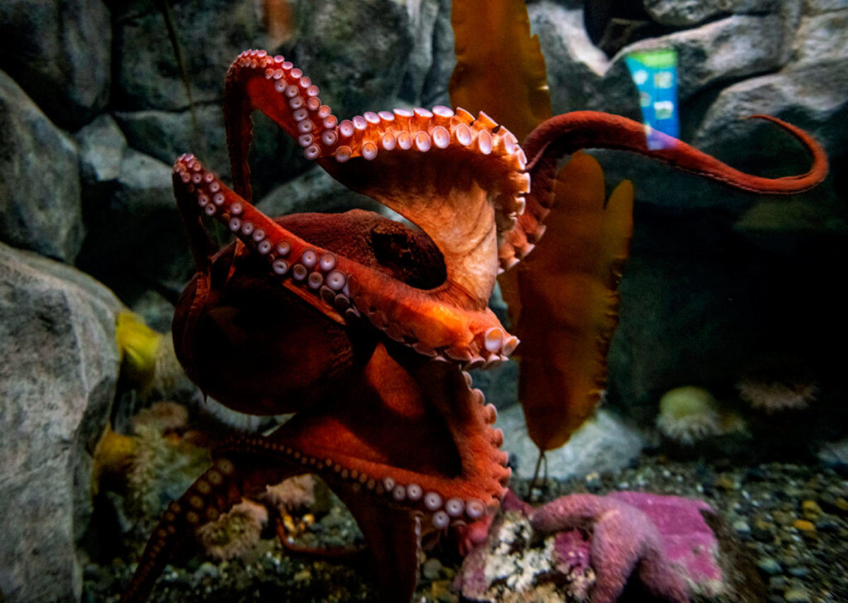 Help name the new octopus at Point Defiance Zoo & Aquarium
