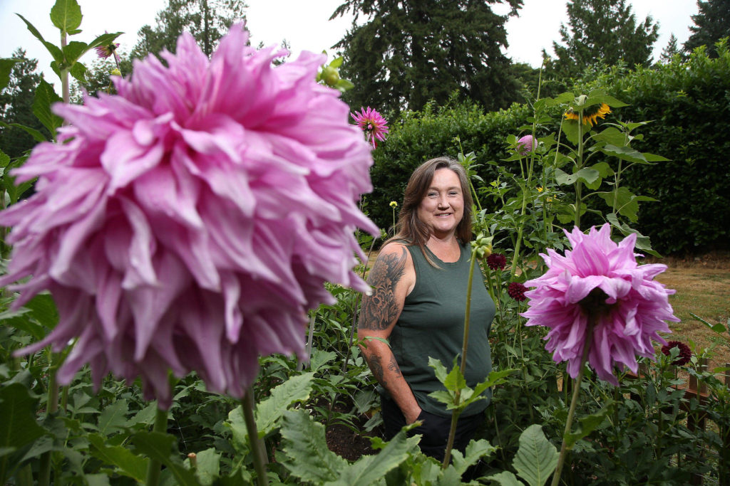 Arlington resident Lisa Welty, of the Snohomish County Dahlia Society, stands in her dahlia garden with two “Penn’s Gift” dahlias. She will be showing her flowers at the society’s annual show at Forest Park in Everett. (Andy Bronson / The Herald)
