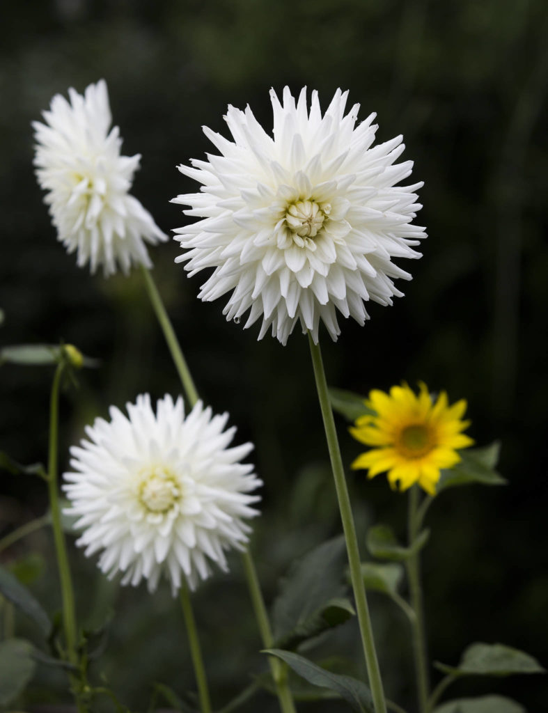 In Lisa Welty’s garden, a sunflower grows behind a row of “Val’s White Candy” dahlias. (Andy Bronson / The Herald)
