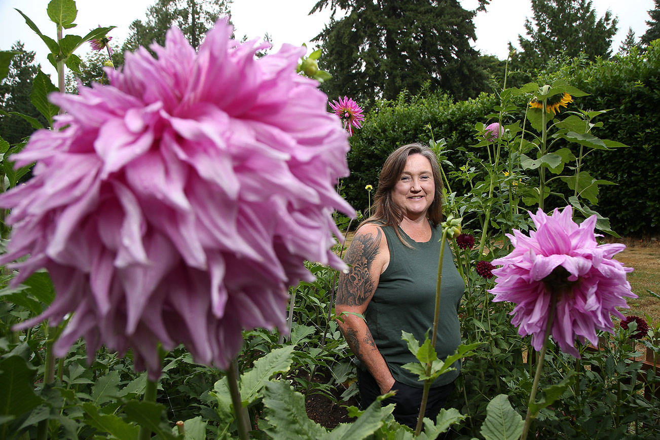 Lisa Welty, of the Snohomish County Dahlia Society, stands in her dahlia garden with two Penn's Gift dahlias on Tuesday, Aug. 17, 2021 in Arlington, Washington. She will be showing her flowers at the society's Dahlia Show at Forest Park in Everett.  (Andy Bronson / The Herald)