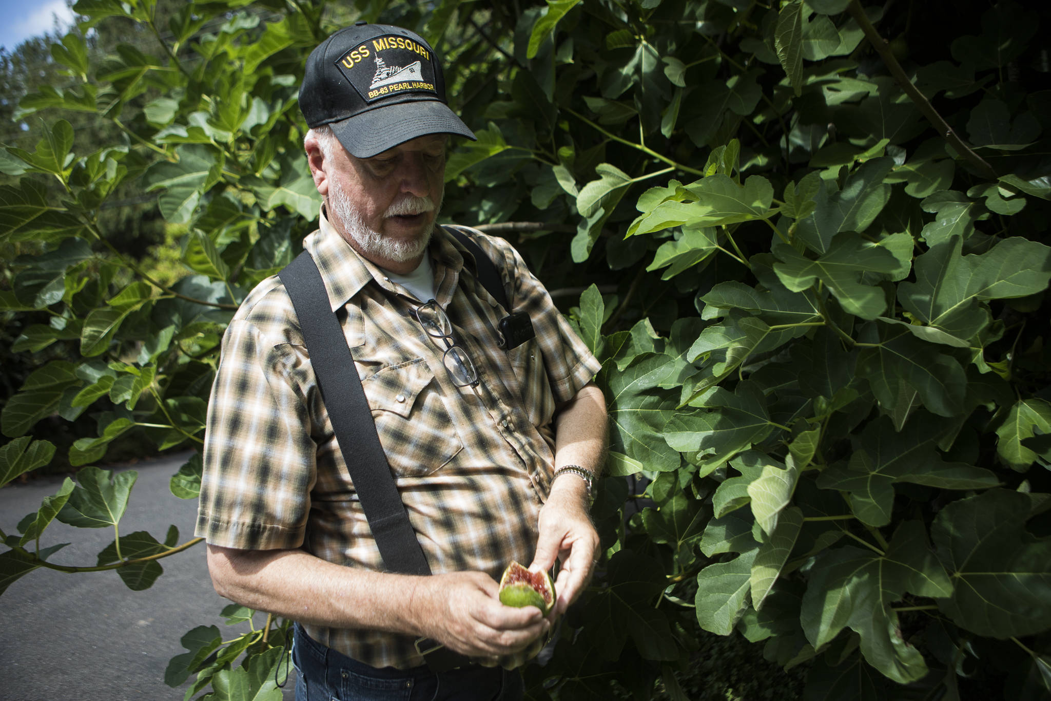 Wally Harper planted a fig tree in his Mukilteo yard about 25 years ago and every year reaps the bounty of more than he can eat. Fresh figs are highly perishable. (Olivia Vanni / The Herald)