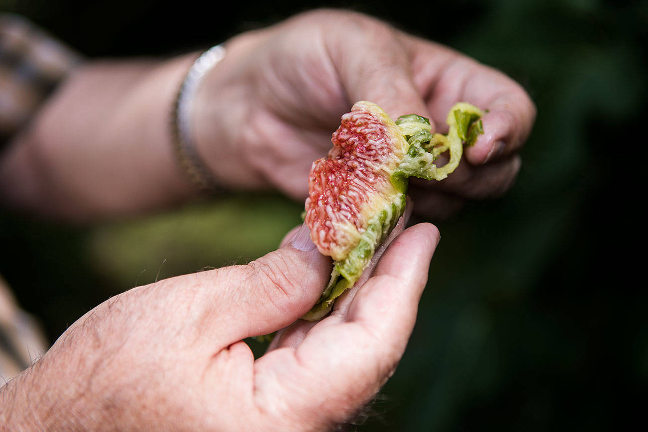 Inside of a freshly peeled fig on Thursday, Aug. 19, 2021 in Mukilteo, Wash. (Olivia Vanni / The Herald)