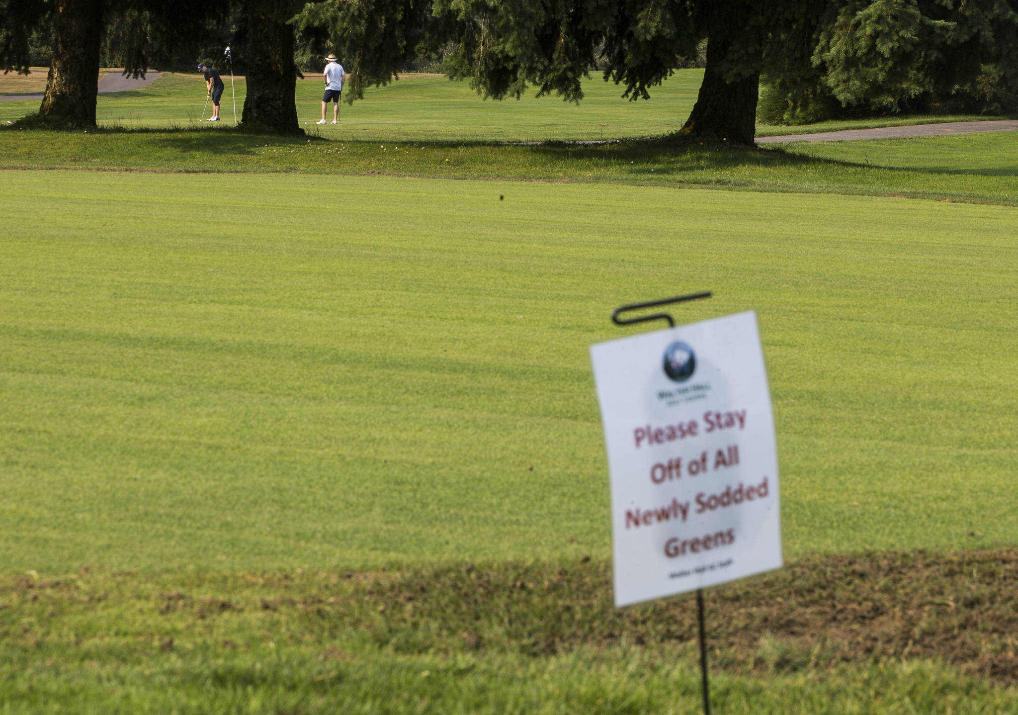 Golfers putt on a temporary green at Walter E. Hall Golf Course in Everett. (Olivia Vanni / The Herald)