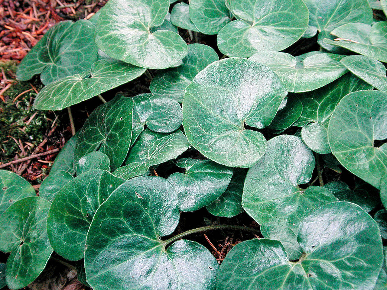 European wild ginger has glossy dark green, kidney-shaped leaves that adds distinction to the shade garden. (Richie Steffen)