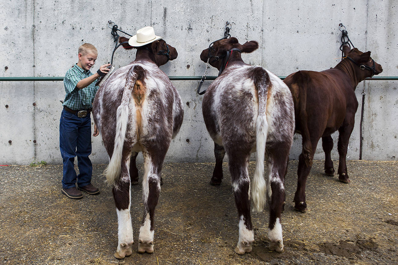 Douglas Ryner brushes twin cows Thelma and Louise at the Evergreen State Fair in 2019 in Monroe. (Olivia Vanni / Herald file)