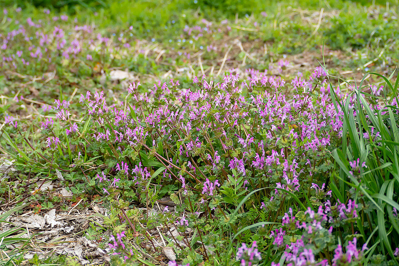 Northwest gardens are getting taken over by seedlings of chick weed, shot weed, annual blue grass and henbit, pictured in the spring, just to name a few. (Getty Images)