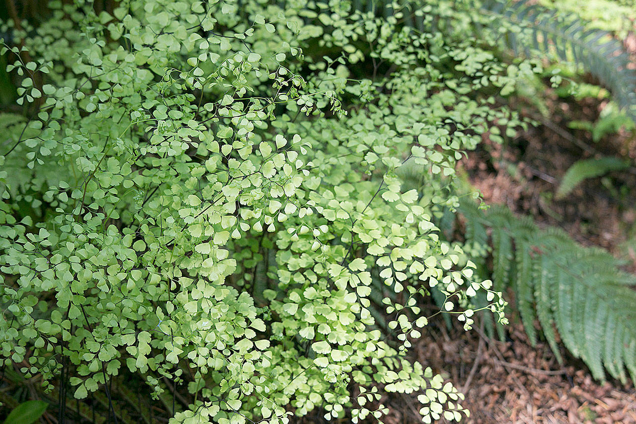 Mairis’ maidenhair fern has dainty green leaflets borne on black stems. (Richie Steffen)