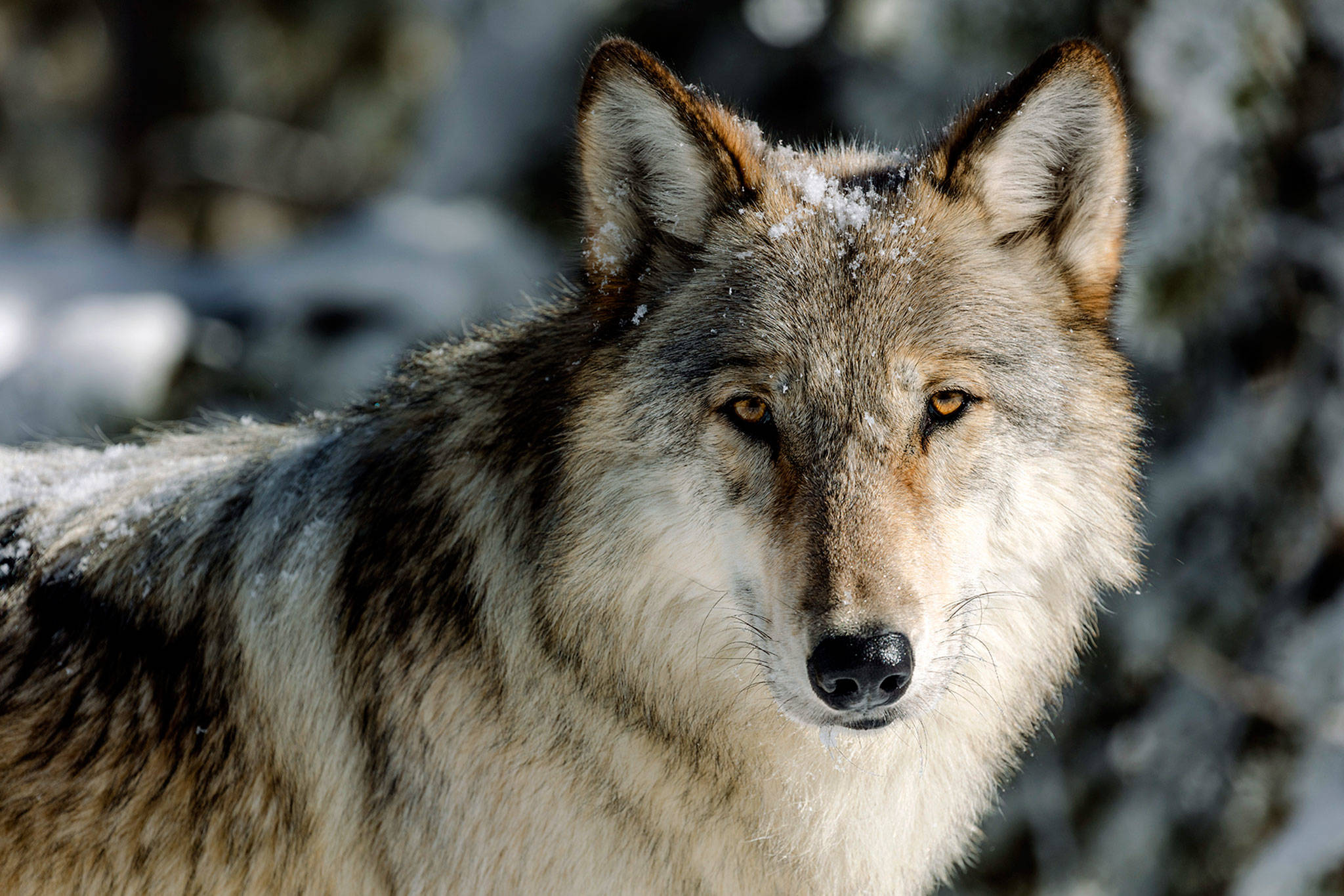 A wolf in Yellowstone National Park, photographed in 2017. (Jacob W. Frank/National Park Service via AP, File)