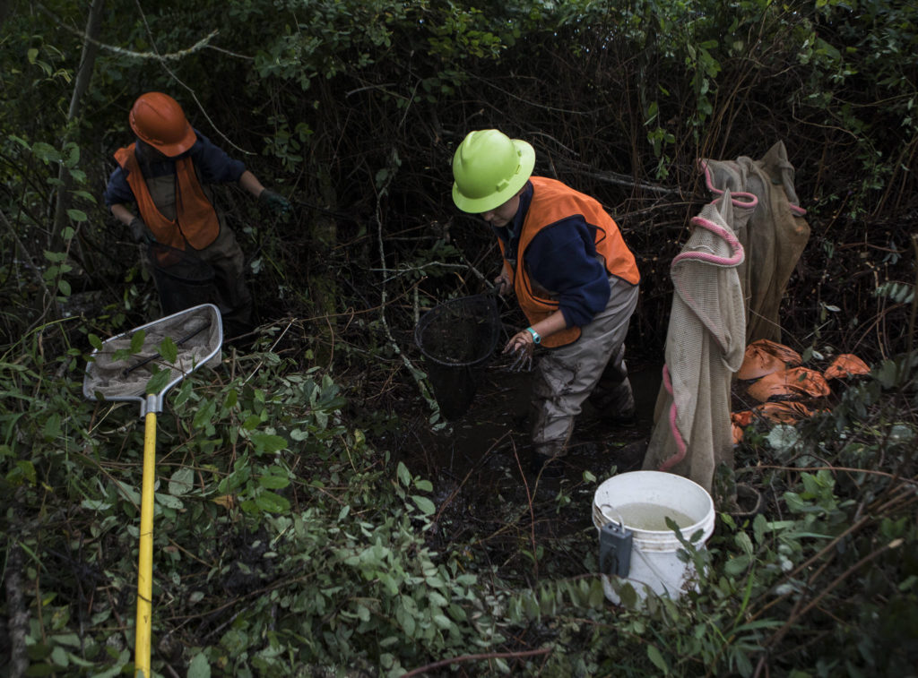 Emma Atkinson (left) and Nicole Vandeputte (right) look for fish and other aquatic life in a stream Friday in Arlington. (Olivia Vanni / The Herald)
