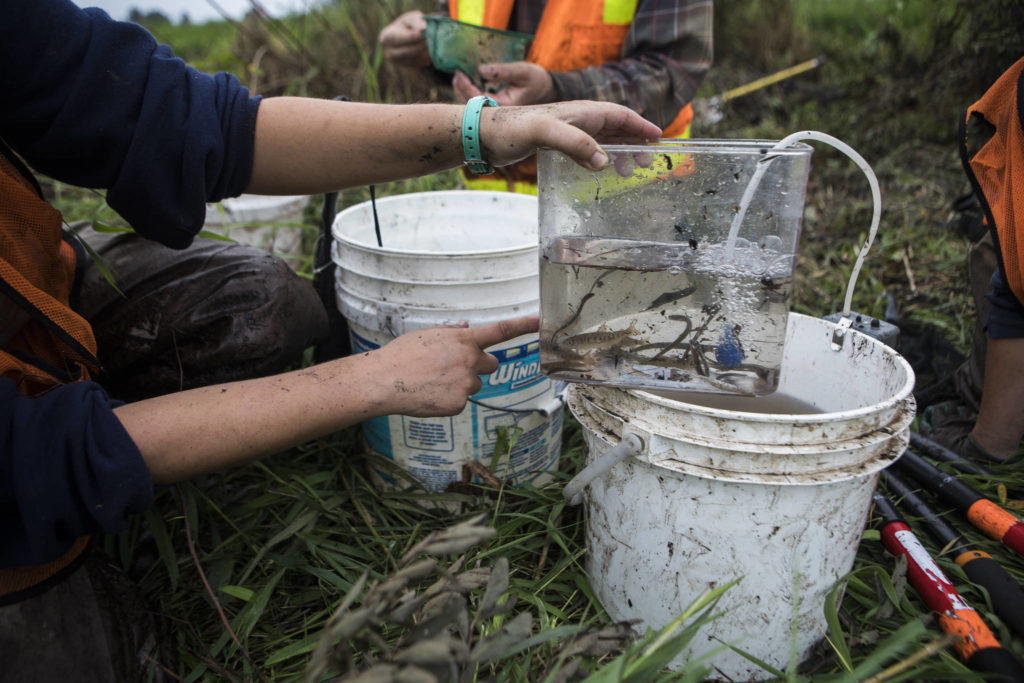 A handful for fish and eels are counted Friday in Arlington. (Olivia Vanni / The Herald)
