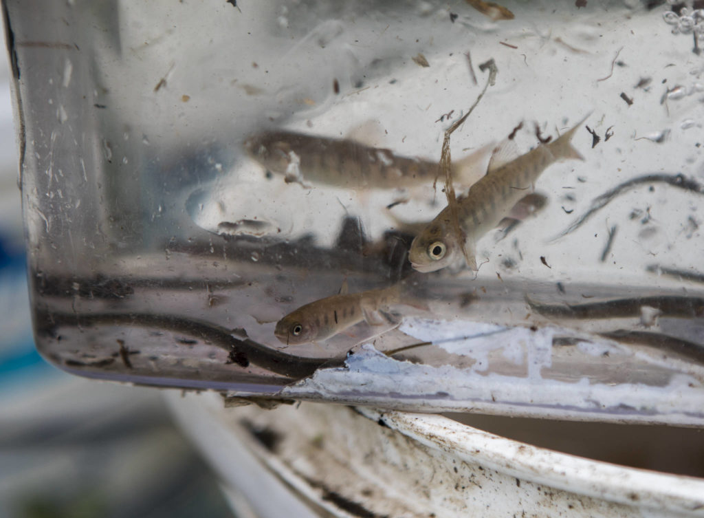 A coho salmon looks out of a clear tub while being counted Friday in Arlington. (Olivia Vanni / The Herald)
