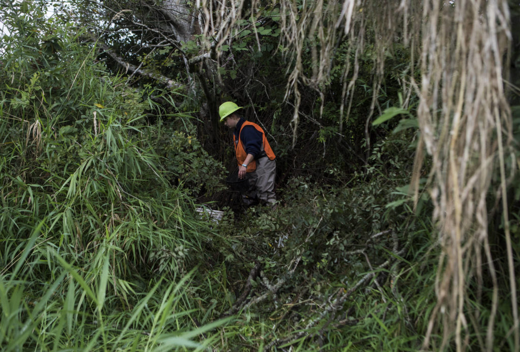 Nicole Vandeputte walks through underbrush along a small creek looking for fish Friday in Arlington. (Olivia Vanni / The Herald)
