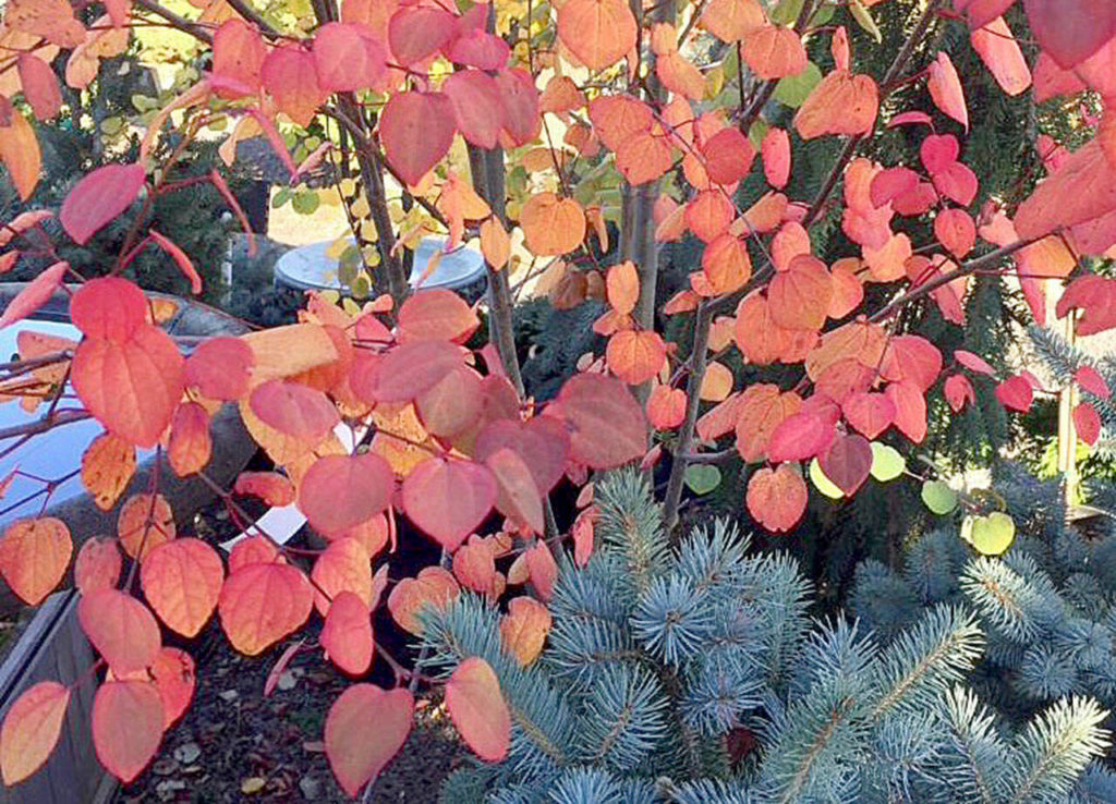 Katsura will add rich autumn colors to your garden. (Nicole Phillips)
