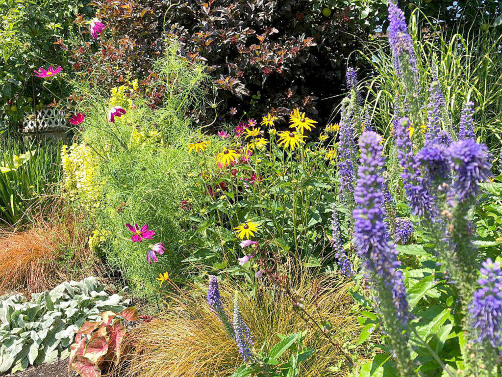 Now is a good time to divide perennials and share them with family and friends. (Nicole Phillips)
