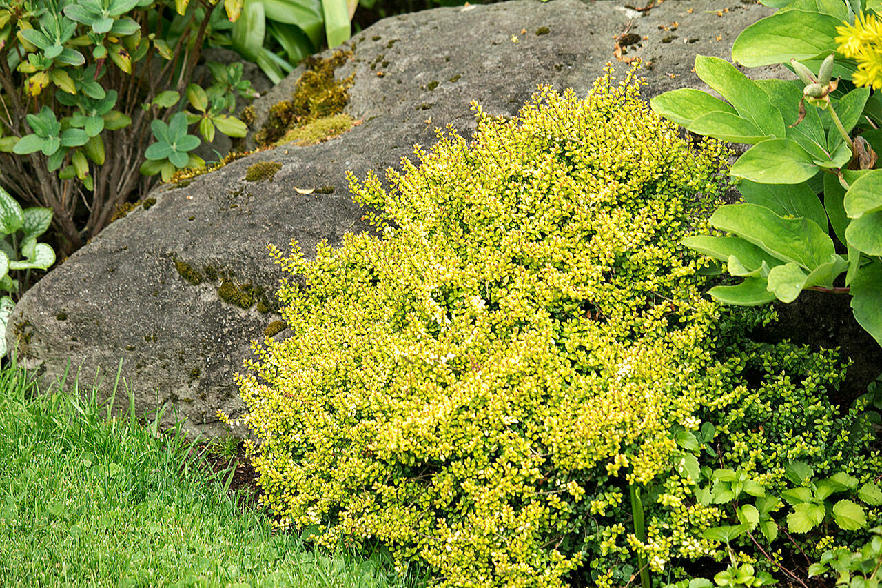 Twiggy boxleaf honeysuckle sports year-round colorful foliage. The more sun it receives, the more golden the colors.(Richie Steffen)