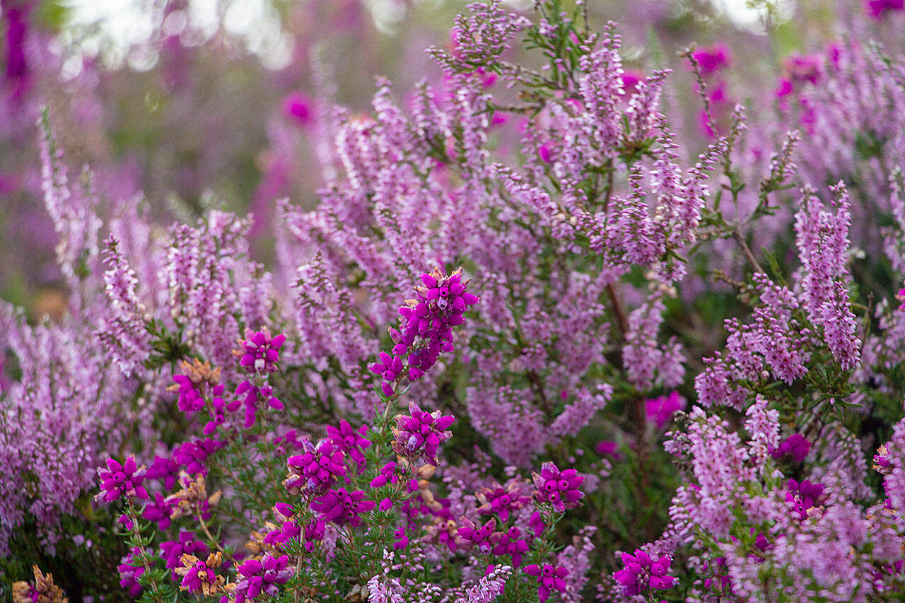 Both heathers (Callunas) and heaths (Ericas) are in their prime for planting in the garden. (Getty Images)