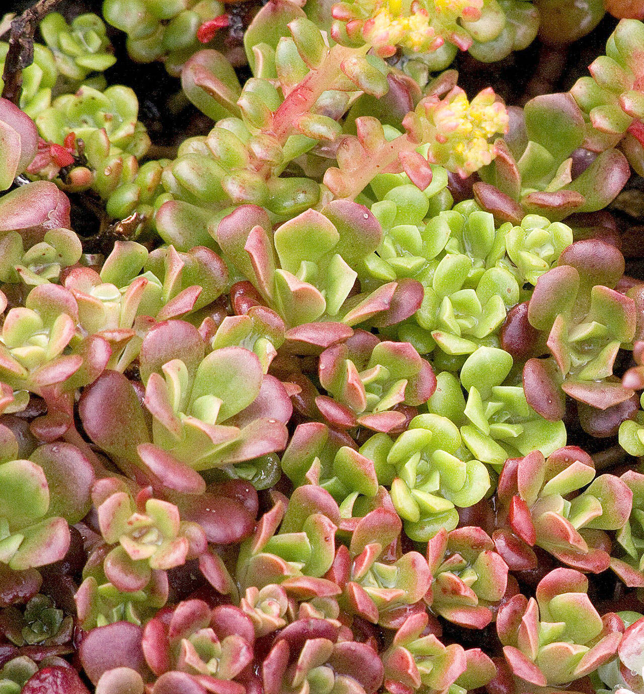 Oregon stonecrop sports year-round nubbly succulent leaves with yellow flowers in the summertime. (Richie Steffen)