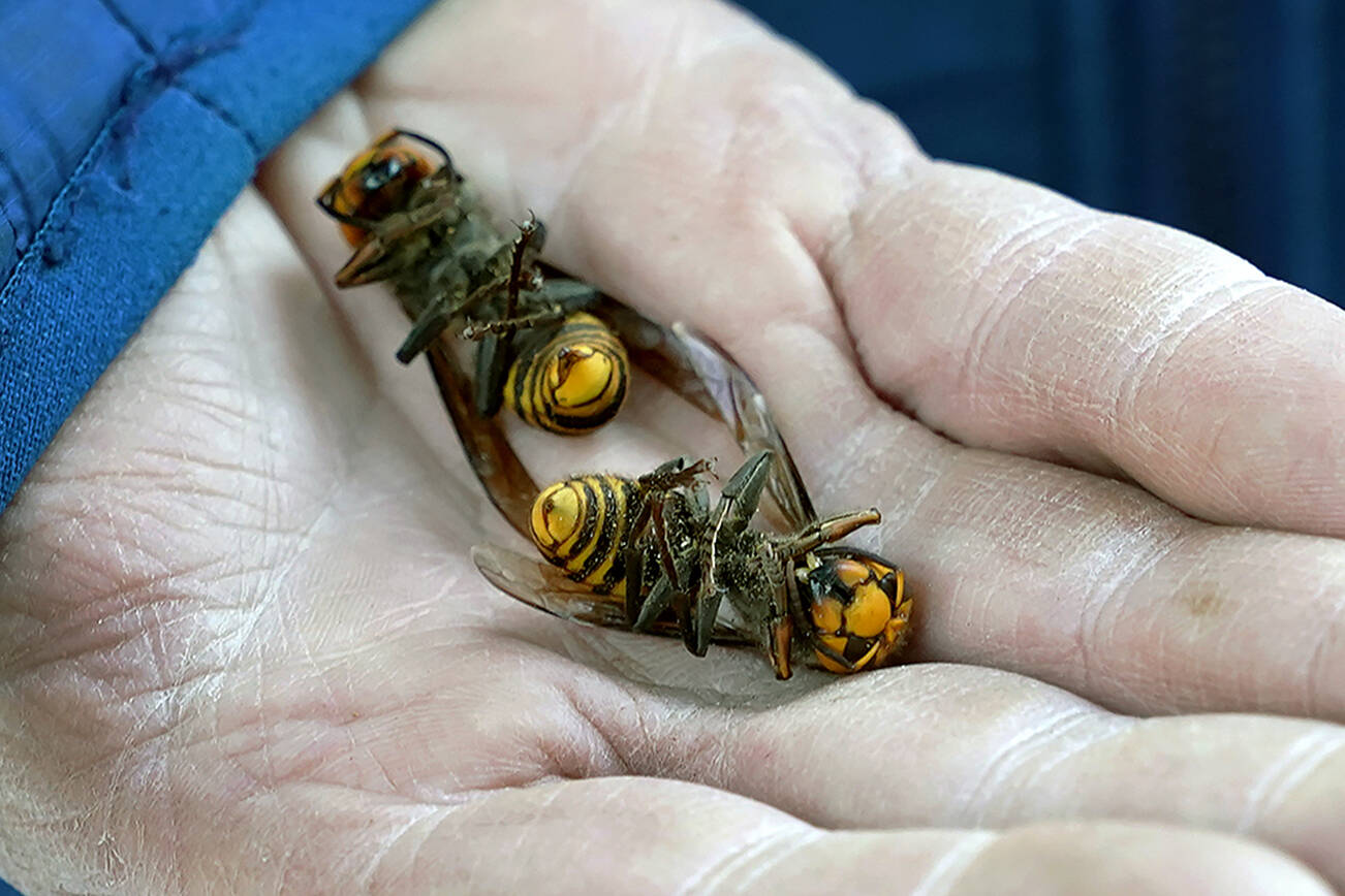 Second Asian giant hornet nest destroyed near Blaine HeraldNet.com.