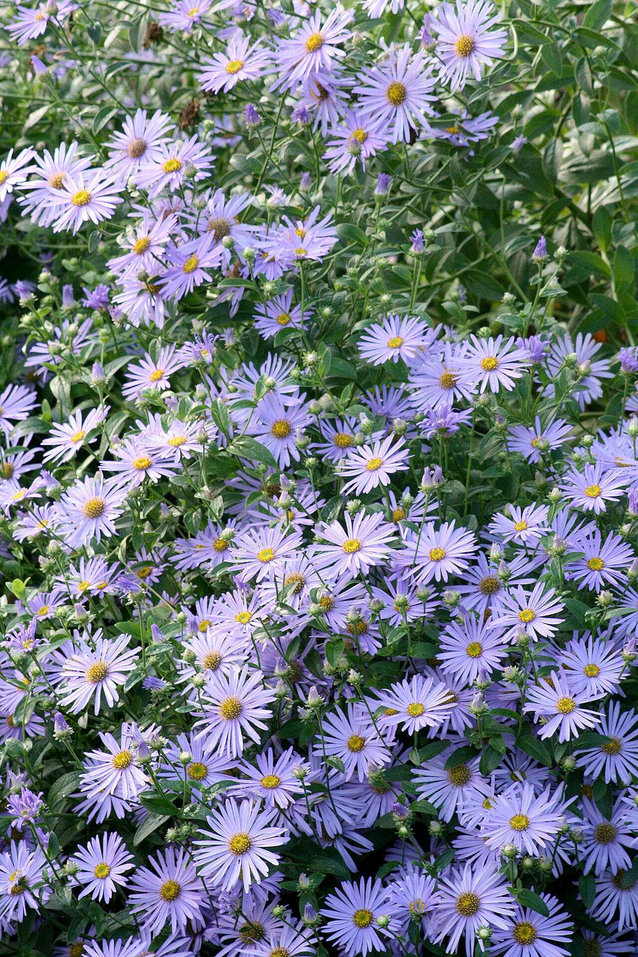 Frikart’s aster is loaded with lavender-blue flowers from midsummer to autumn. (Richie Steffen)