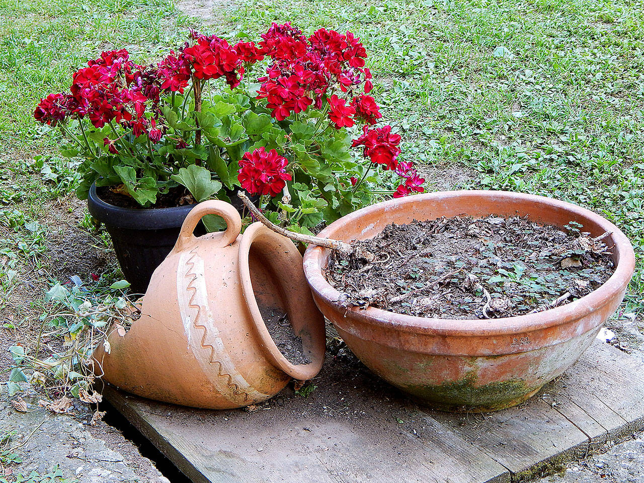 Gardeners have been known to save their geraniums for years. Here’s how to keep yours for next year’s containers. (Getty Images)