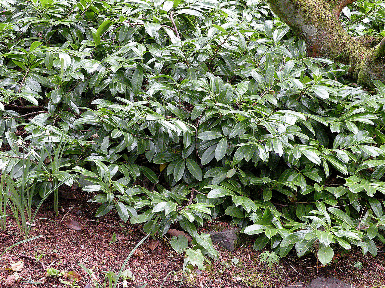 Plant “Mount Vernon” as a low informal bed border or small hedge, or as a groundcover under trees and large shrubs.(Rick Peterson)