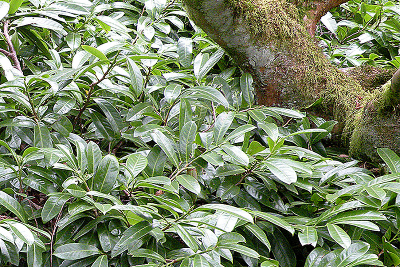 Plant "Mount Vernon" as a low informal bed border or small hedge, or as a groundcover under trees and large shrubs.(Rick Peterson)