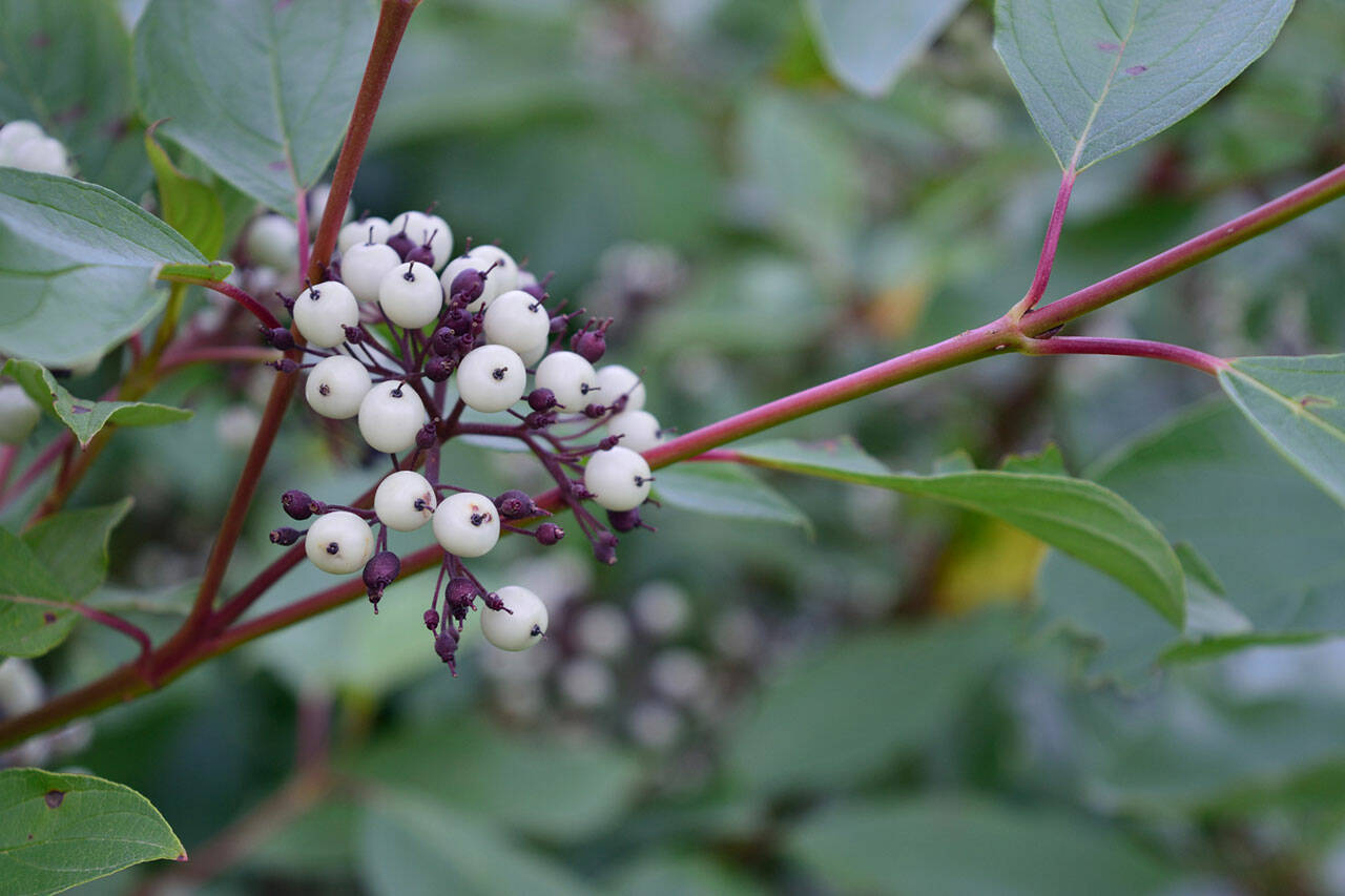 Red twig dogwoods have clusters of white berries that are attractive to birds in the fall. (Getty Images)