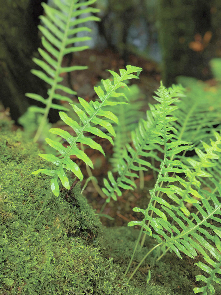 Fern: This photo was taken using portrait mode, to help the fern really stand out from the background. (Erika Haugen-Goodman)
