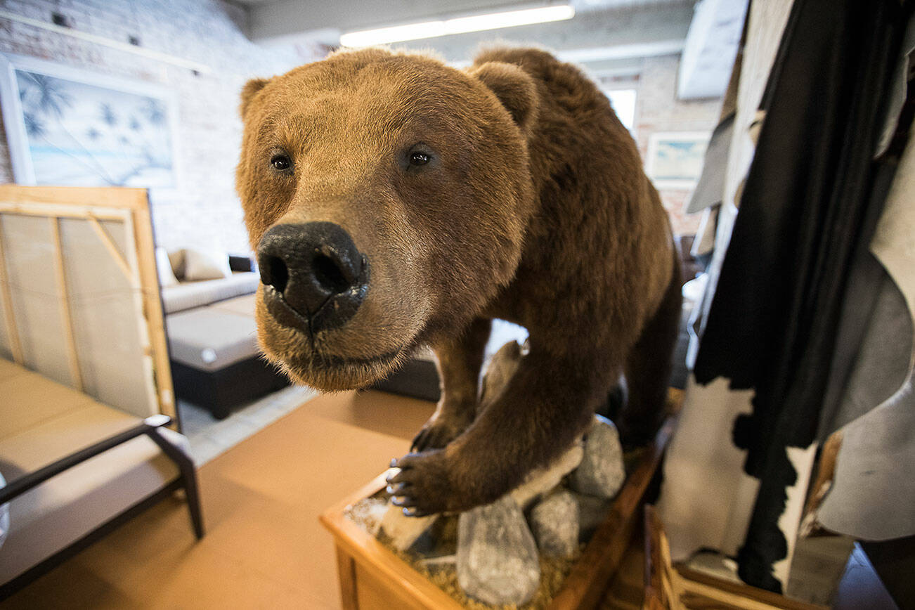 A $10,000 taxidermied grizzly bear for sale at the new Everett Consignment on Wednesday, Sept. 29, 2021 in Everett, Wa. (Olivia Vanni / The Herald)