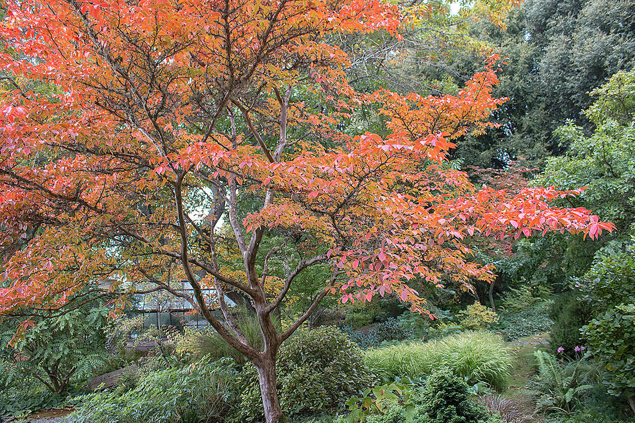 Japanese stewartia’s dark green leaves become a riot of saturated oranges and flaming reds in the fall. (Richie Steffen)