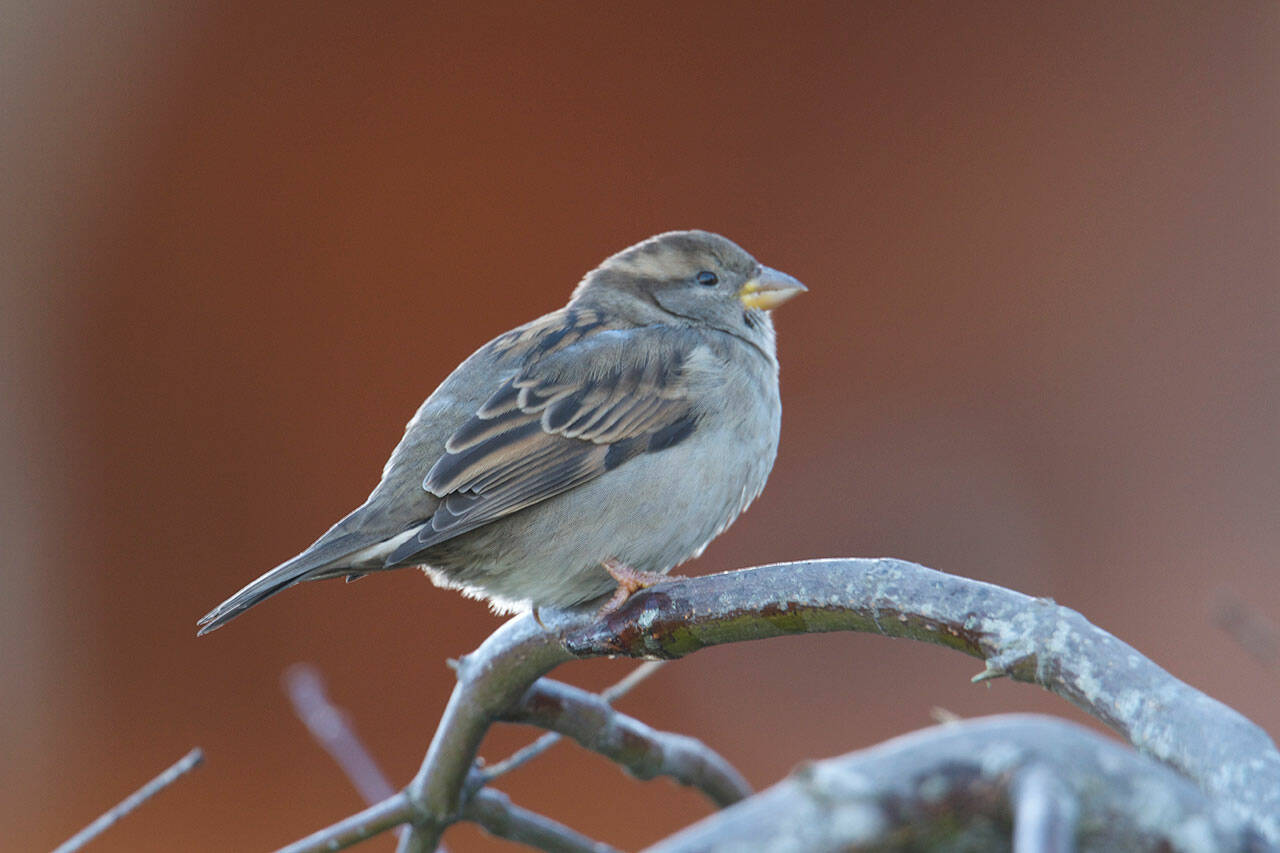 The Camano Wildlife Habitat Project will present an “Attracting Birds to your Yard” webinar on Oct. 20 via Zoom. (Mike Benbow)