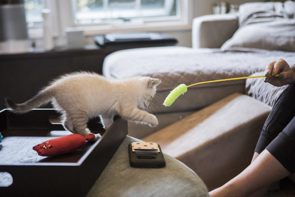 Hunny-Bunny bats at a cat toy at her foster home in Bothell. (Olivia Vanni / The Herald)
