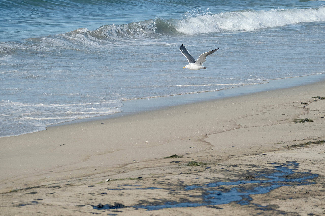 A seagull flies over oil washed up by the coast Sunday in Huntington Beach, California. A major oil spill off the coast of Southern California fouled popular beaches and killed wildlife while crews scrambled to contain the crude before it spread into protected wetlands. (AP Photo/Ringo H.W. Chiu)