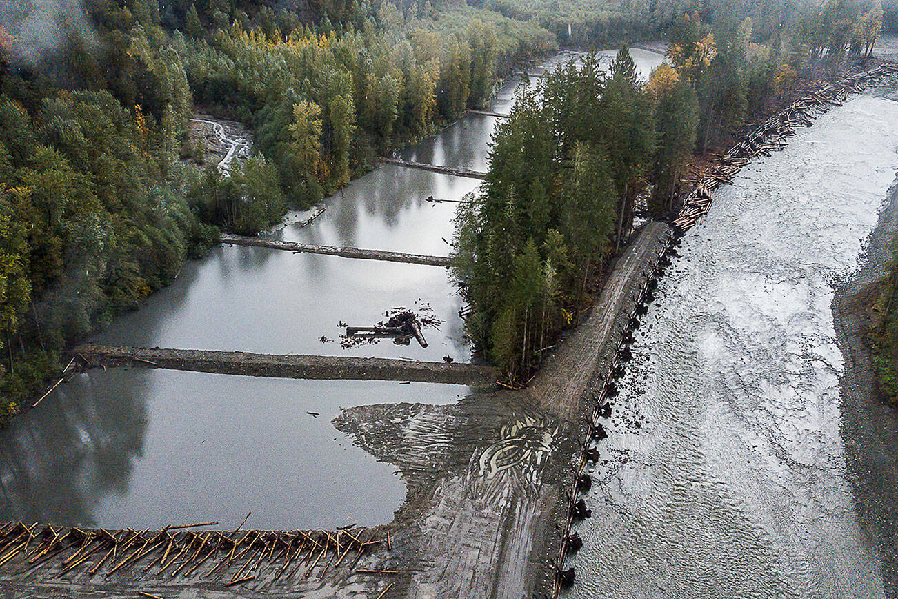 The South Fork Stillaguamish River runs through a new location past a man-made meander jam, large woody material jam and a live crib wall to help guide its new course on Wednesday, Oct. 6, 2021 in Verlot, Wa. (Olivia Vanni / The Herald)