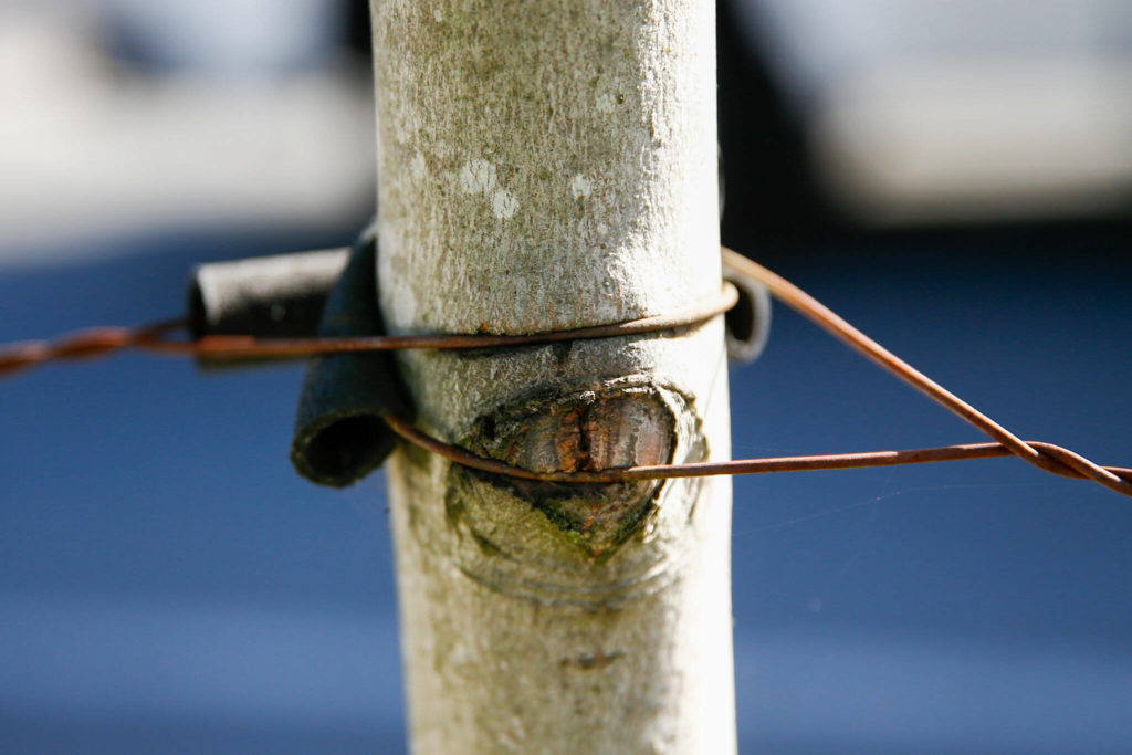 Trees at a 2017 housing development in Bothell are outgrowing supporting cables. (Kevin Clark / The Herald)
