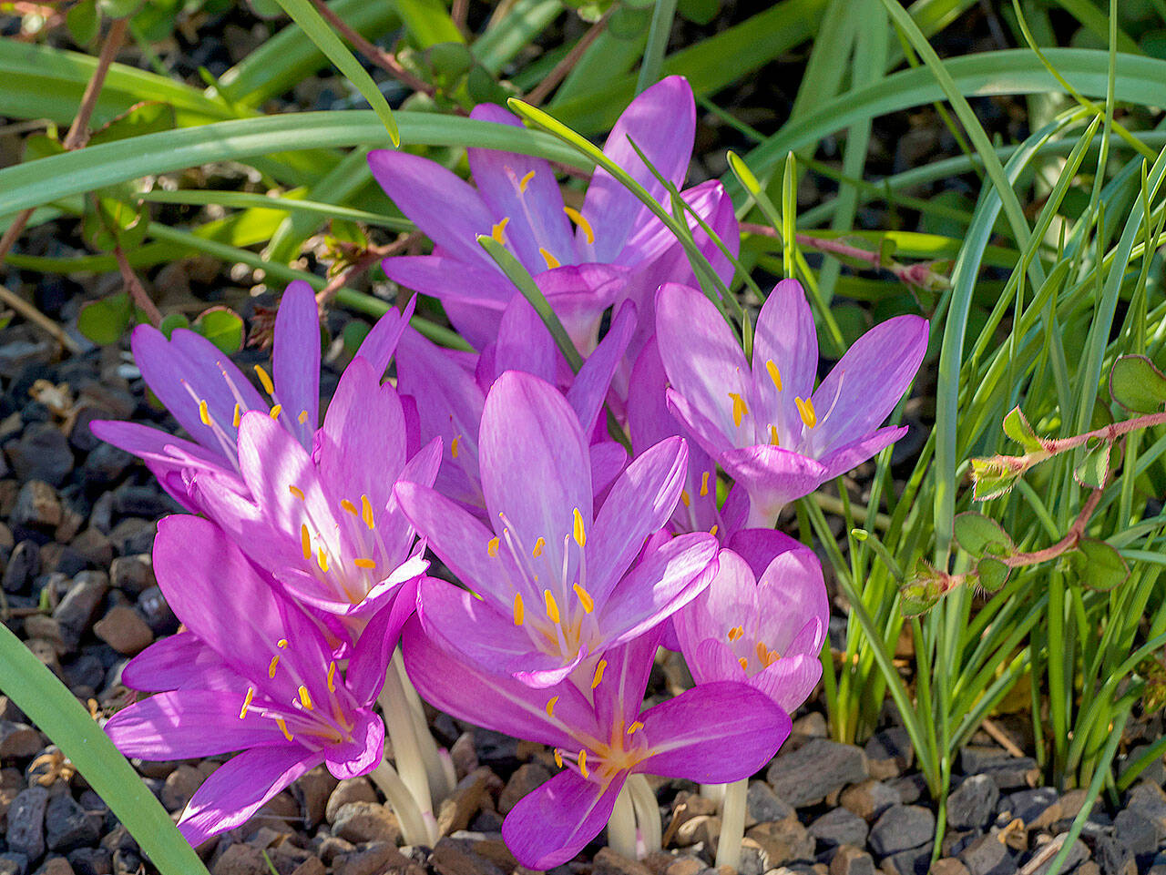 Autumn crocus is one of two types of fall-blooming bulbs available in garden centers now. (Getty Images)