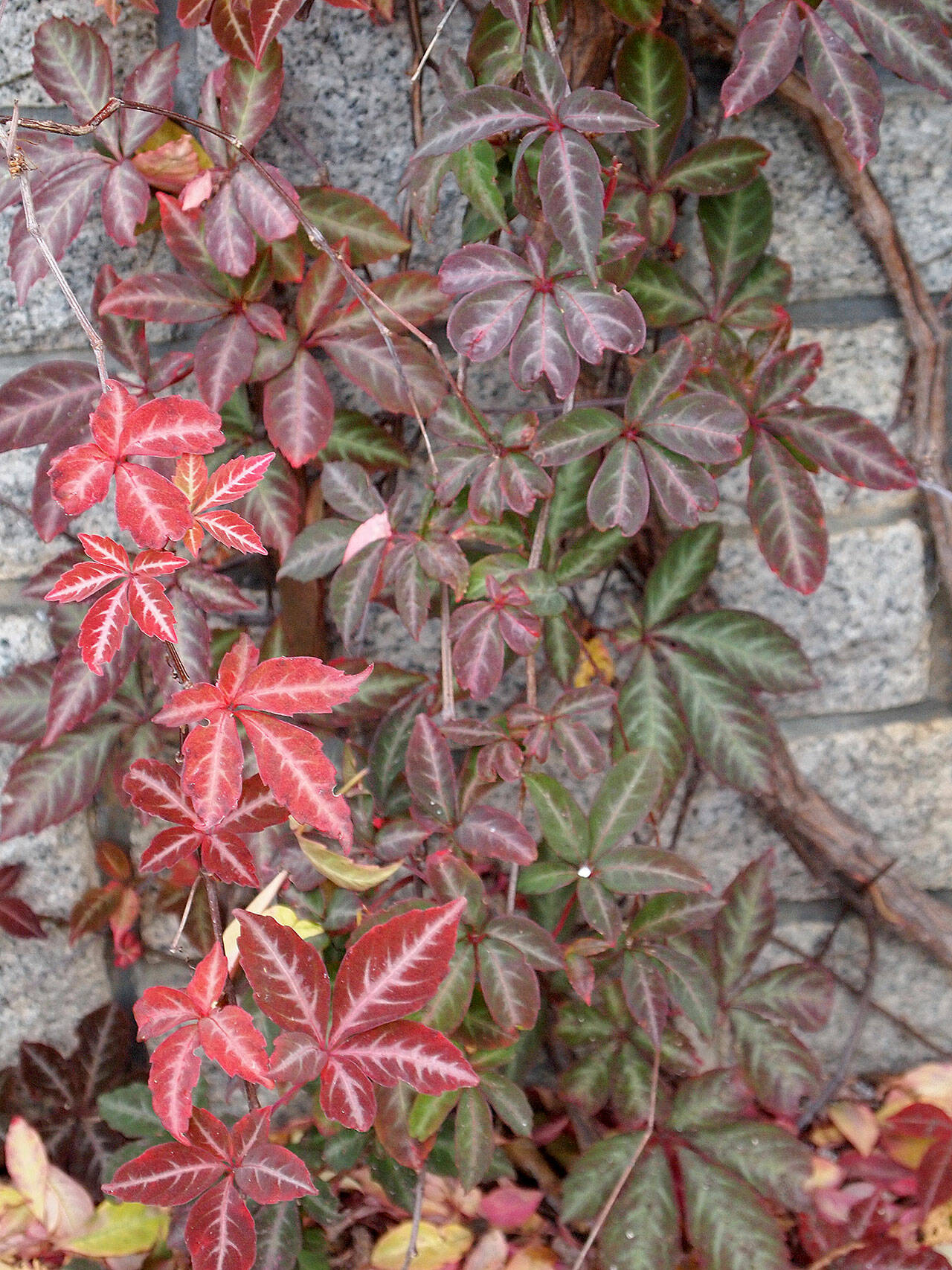 Silvervein creeper is a self-clinging vine that provides its best foliage color in light to dappled shade. (Richie Steffen)