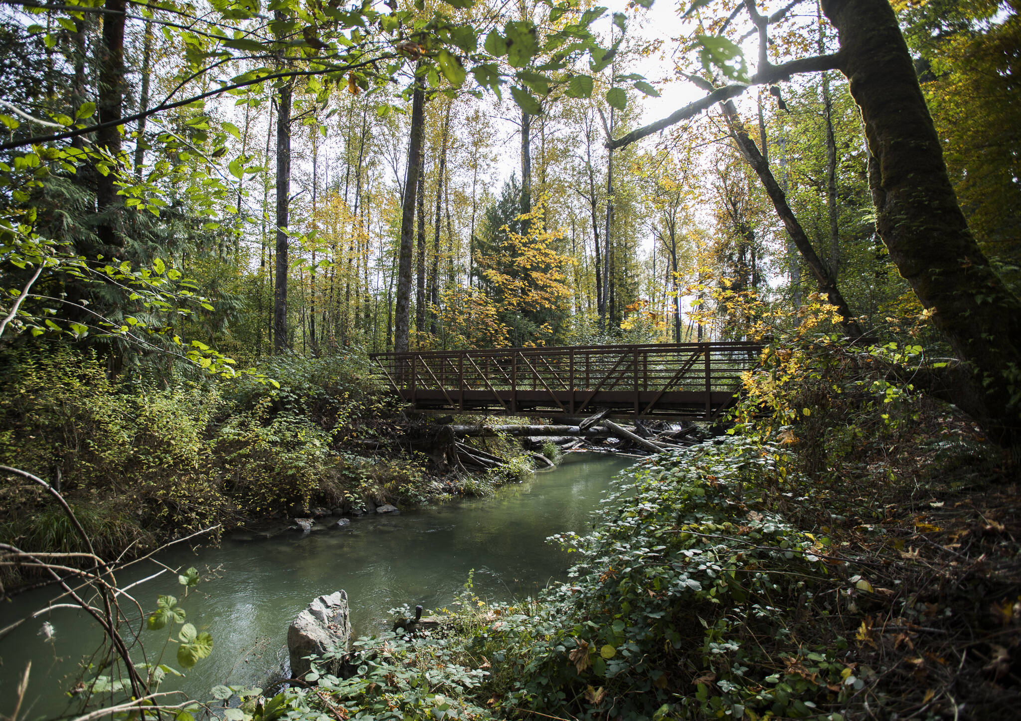 A bridge built by the Snohomish County PUD crosses a side stream created to improve conditions for fish on the Sultan River. (Olivia Vanni / The Herald)