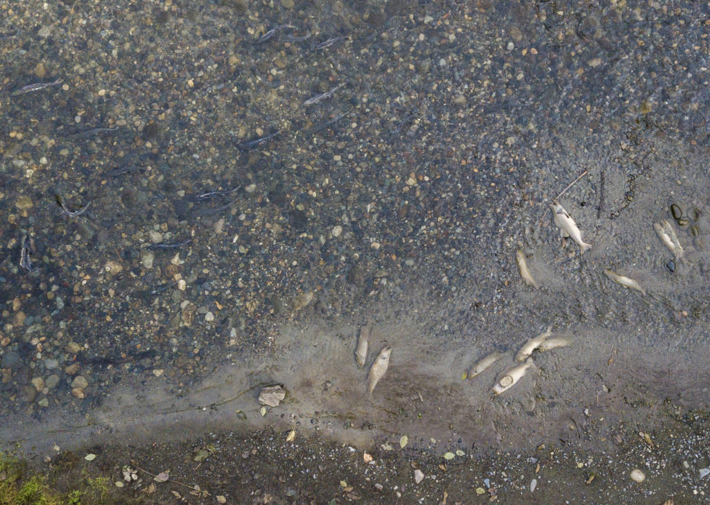 Decomposing salmon carcasses litter the Sultan riverbed while spawning salmon make their way upstream. (Olivia Vanni / The Herald)
