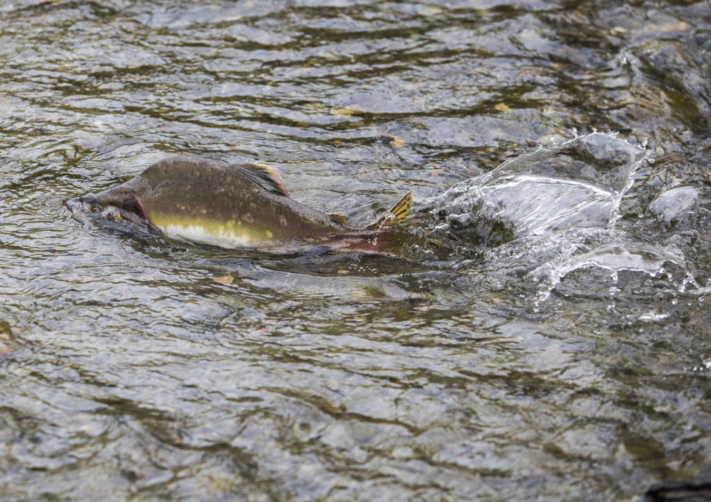 A pink salmon makes its way up a Sultan River side stream created to help improve conditions for fish. (Olivia Vanni / The Herald)
