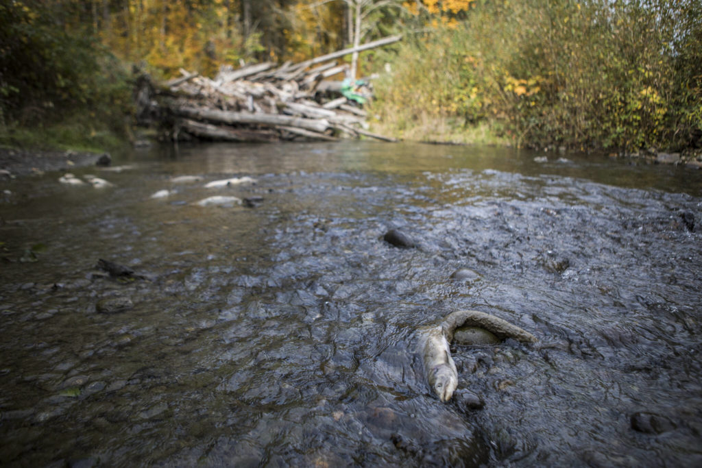 Salmon decompose near an engineered logjam on the Sultan River. (Olivia Vanni / The Herald)
