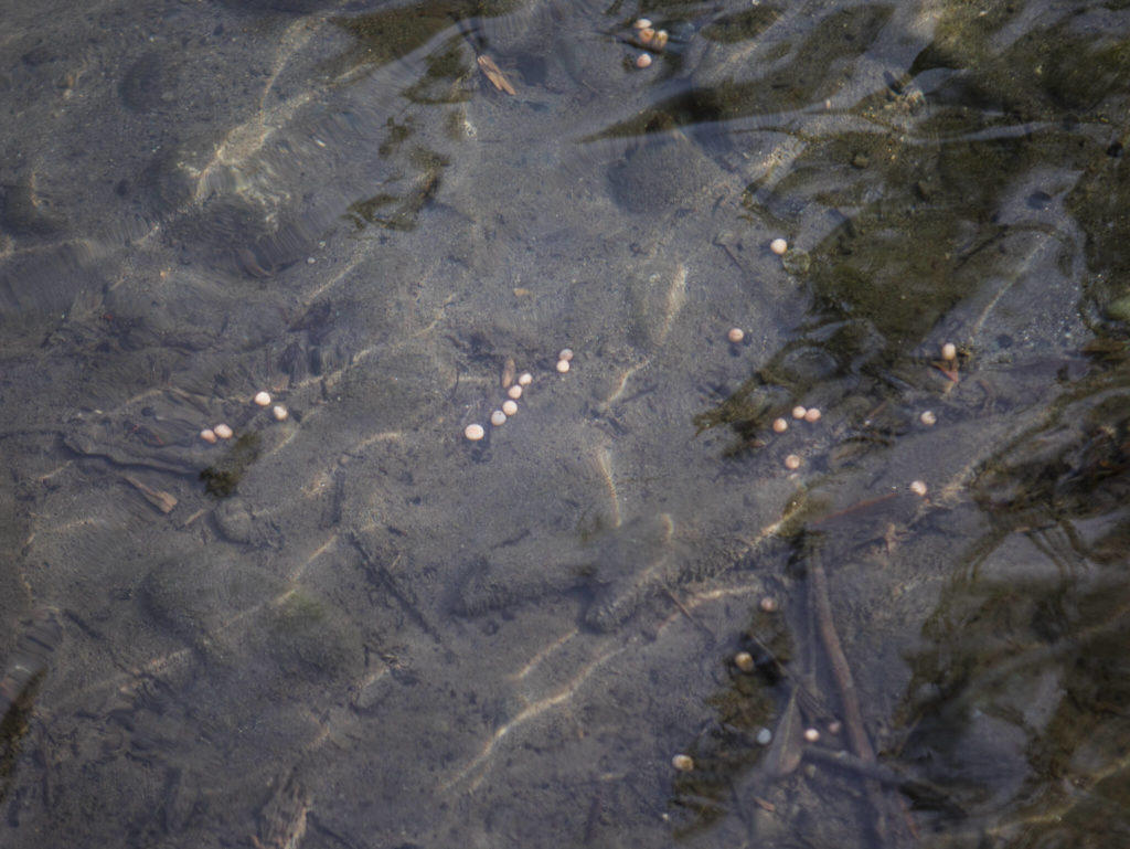 Salmon eggs at the edge of the Sultan River. (Olivia Vanni / The Herald) 
