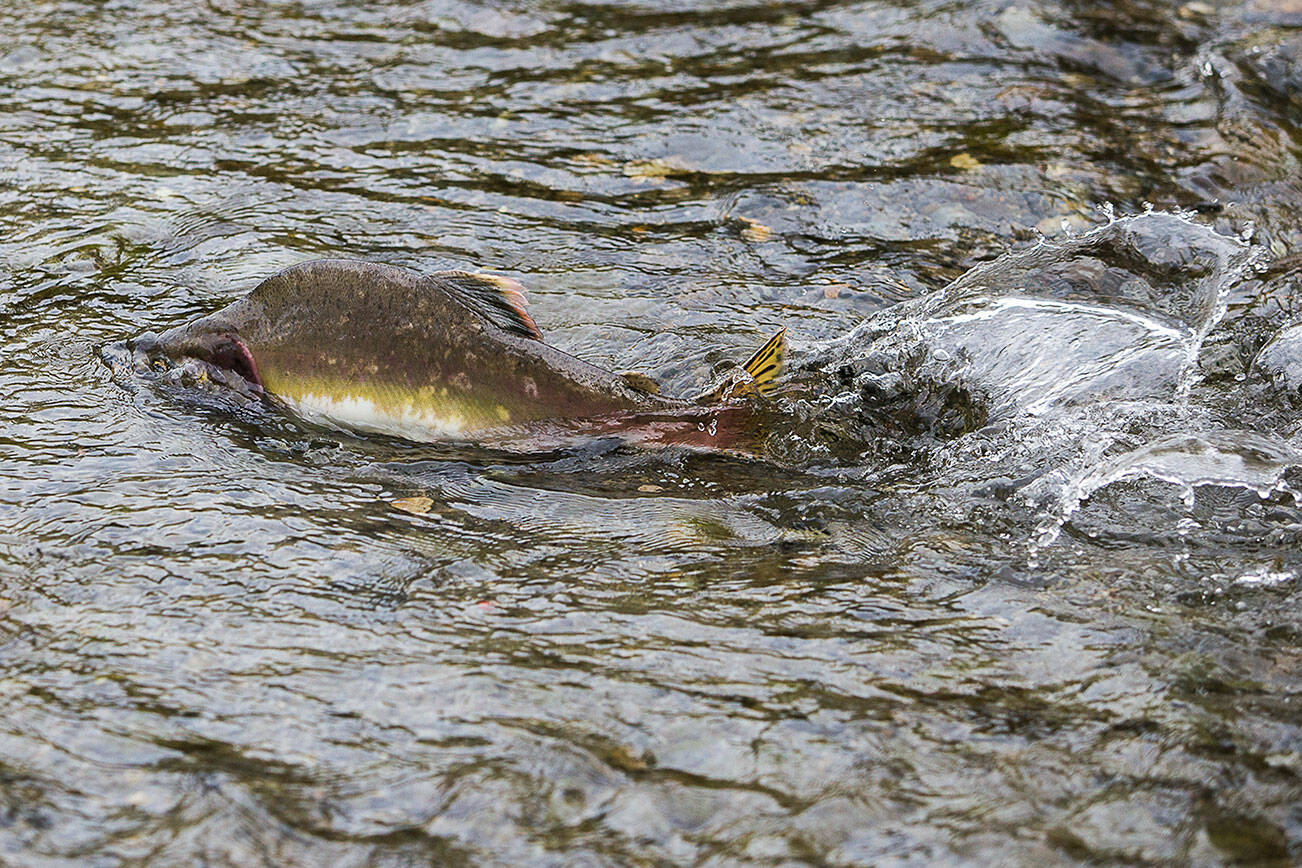 A pink salmon makes its way upstream along a side stream created to help improve conditions for fish in the Sultan River on Tuesday, Oct. 19, 2021 in Sultan, Wa. (Olivia Vanni / The Herald)