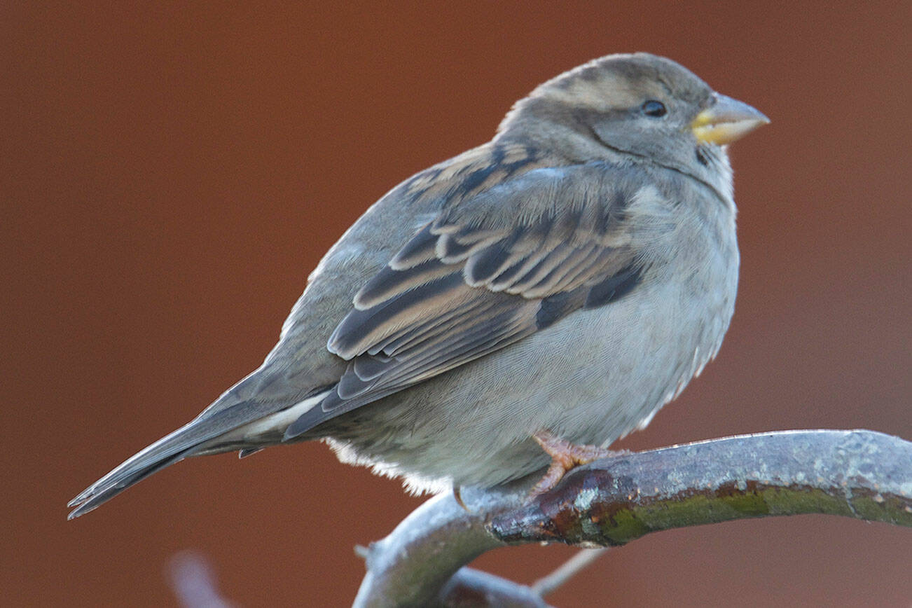 The Camano Wildlife Habitat Project will present an “Attracting Birds to your Yard” webinar on Oct. 20 via Zoom. (Mike Benbow)