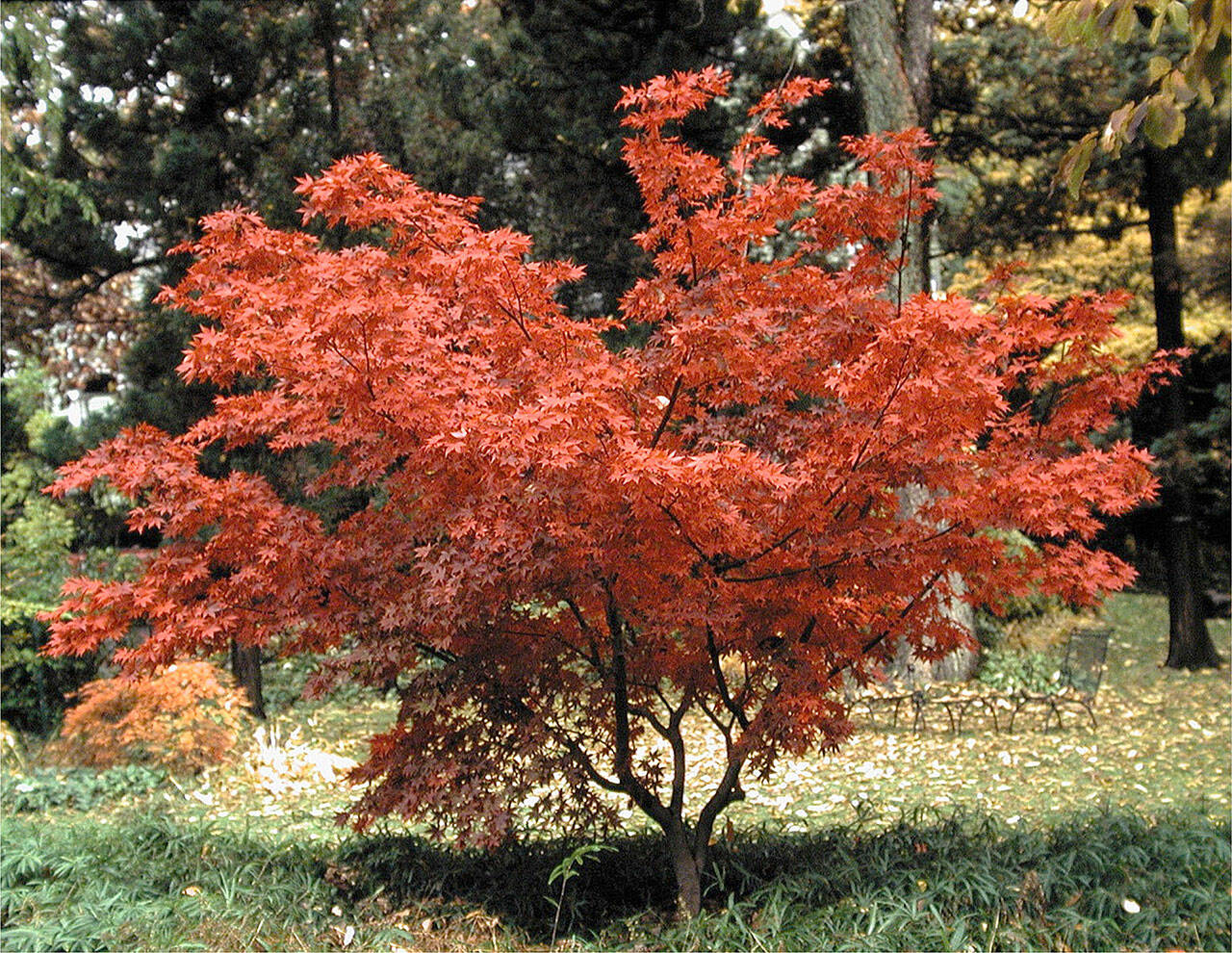 The green Japanese maple has one of the most brilliant reds of all Japanese maples come fall. (Great Plant Picks)