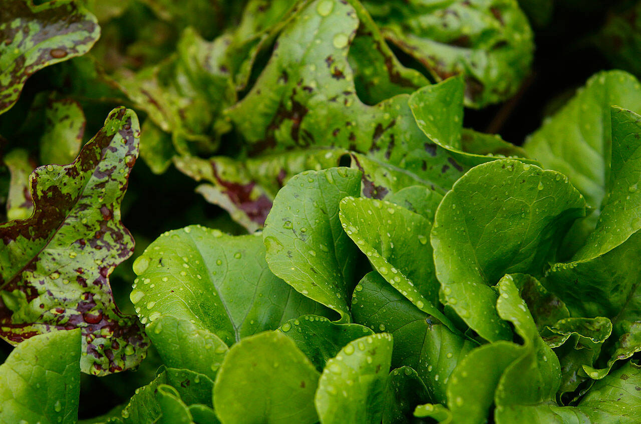 The Snohomish Conservation District is hosting a “Lawns to Lettuce” webinar Nov. 4 via Zoom. (Mark Mulligan / Herald file)