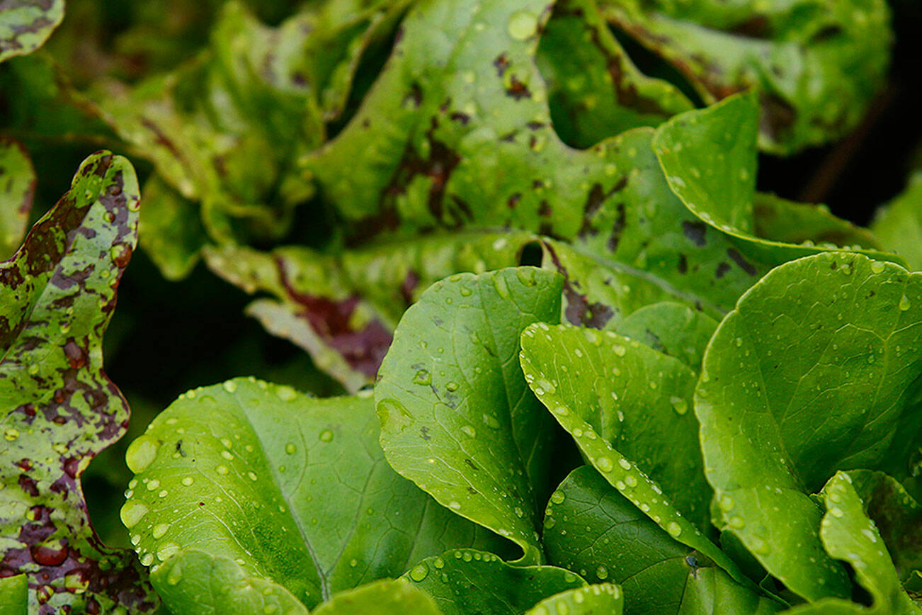 The Snohomish Conservation District is hosting a “Lawns to Lettuce” webinar Nov. 4 via Zoom. (Mark Mulligan / Herald file)