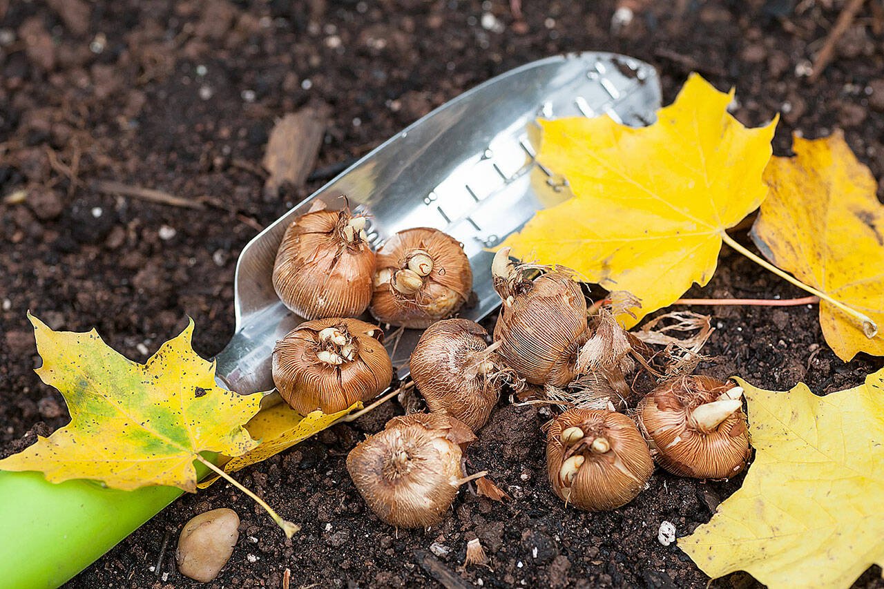 Fall is the best time to plant bulbs in the garden. (Getty Images)
