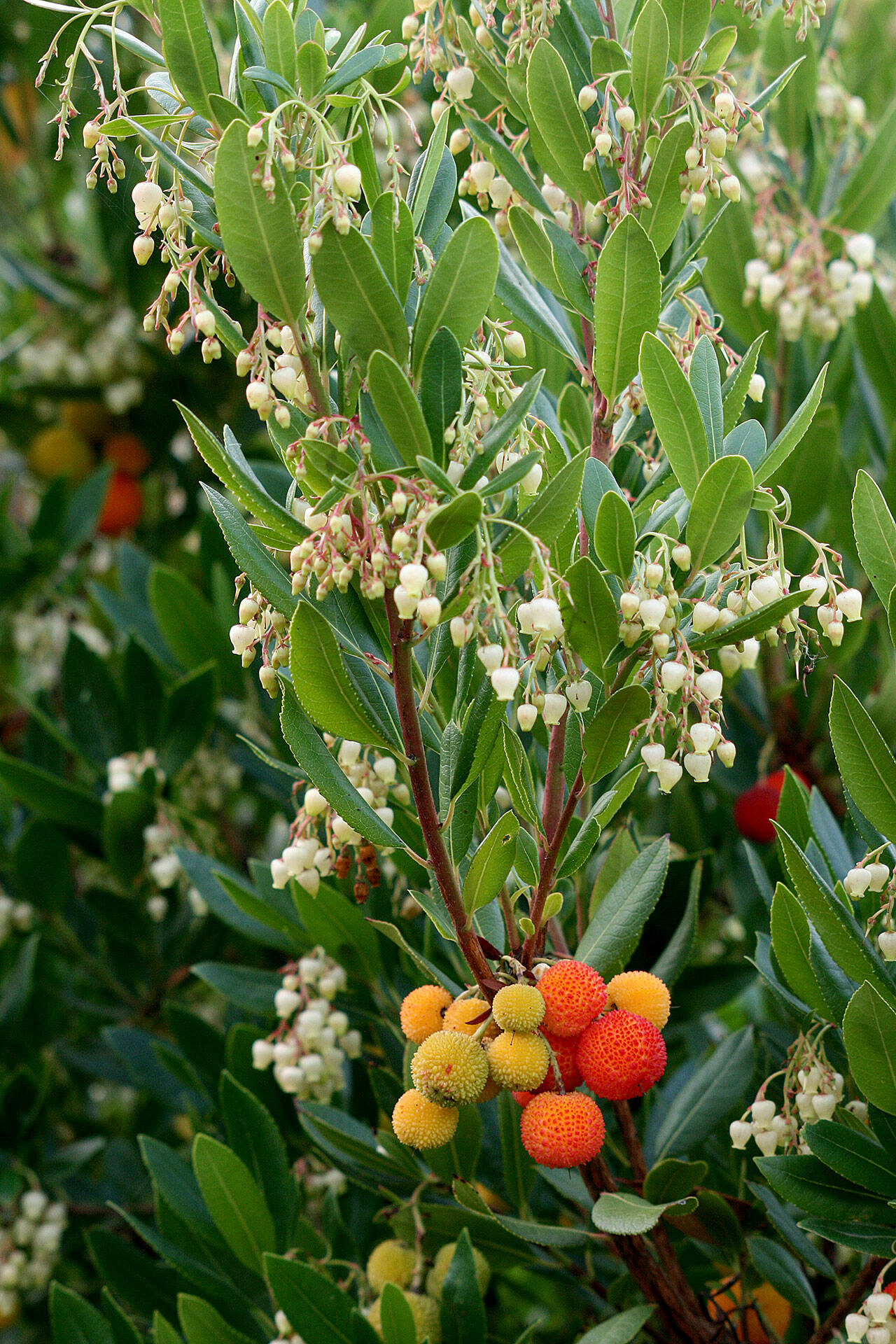 The strawberry tree is well known for its fruit, which bear some resemblance to the strawberry — hence the common name. (Richie Steffen)